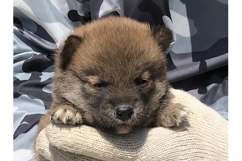 成約済の長崎県の柴犬-90803の2枚目