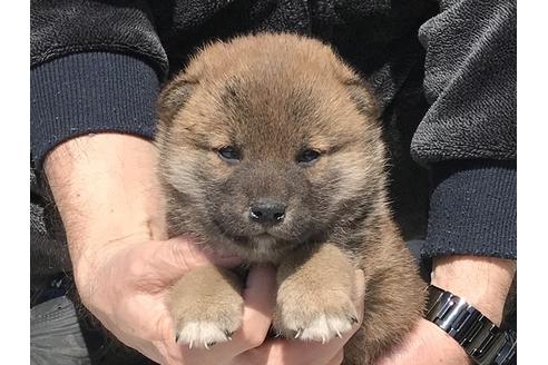 成約済の長崎県の柴犬-90796