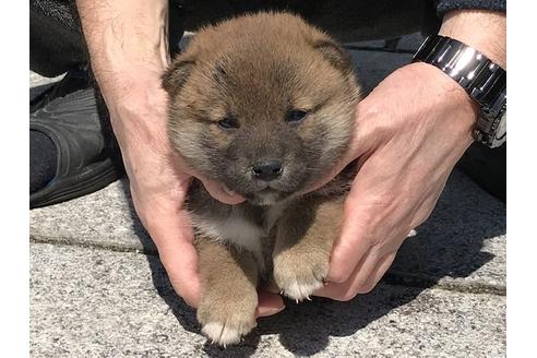 成約済の長崎県の柴犬-90796の4枚目