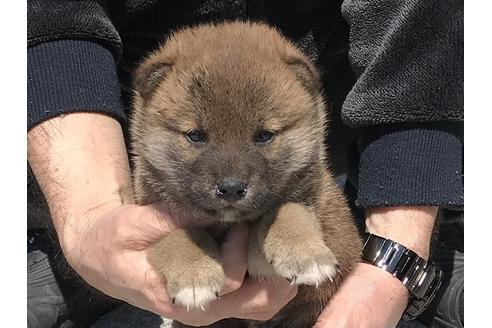 成約済の長崎県の柴犬-90796の2枚目