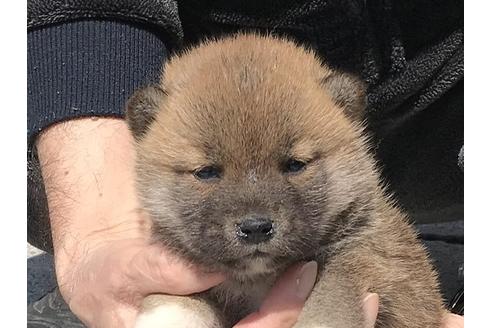 成約済の長崎県の柴犬-90794
