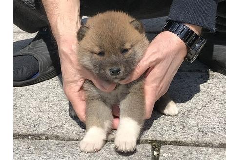 成約済の長崎県の柴犬-90794の5枚目
