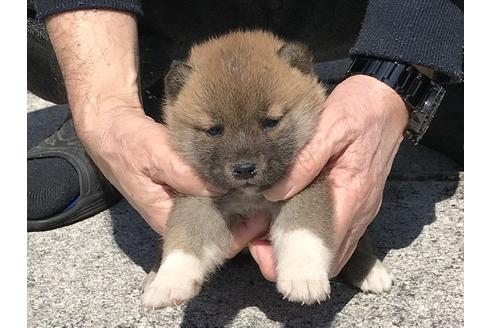 成約済の長崎県の柴犬-90794の4枚目