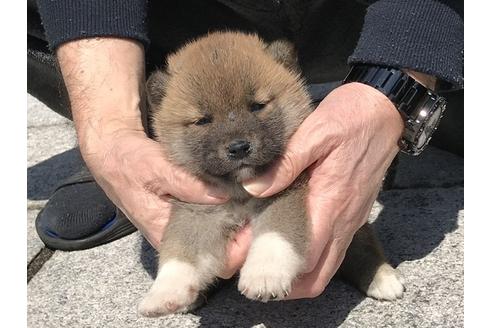 成約済の長崎県の柴犬-90794の3枚目