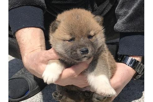 成約済の長崎県の柴犬-90794の2枚目