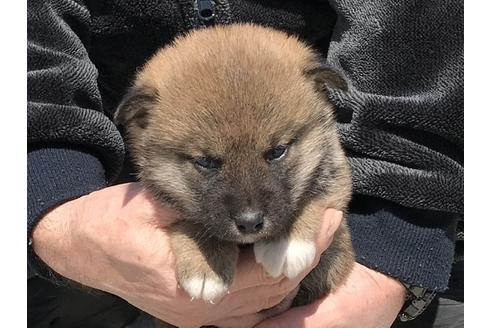 成約済の長崎県の柴犬-90792の1枚目