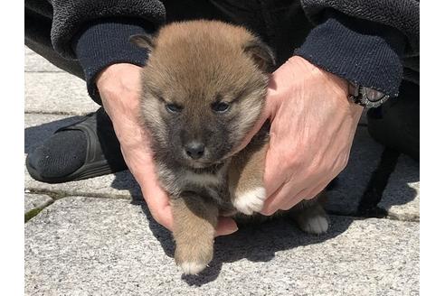 成約済の長崎県の柴犬-90792の5枚目