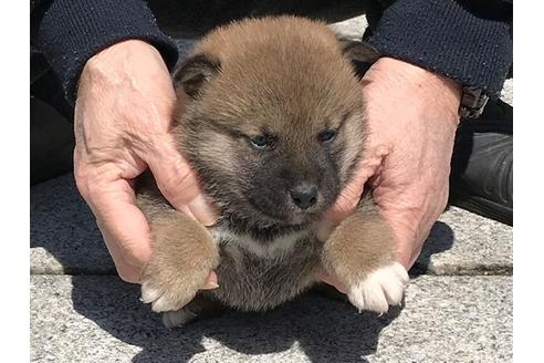 成約済の長崎県の柴犬-90792の4枚目