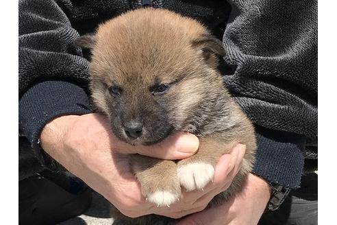 成約済の長崎県の柴犬-90792の3枚目