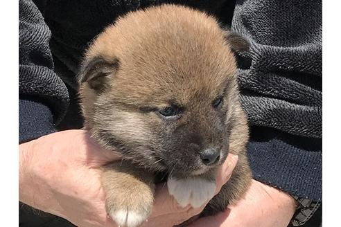 成約済の長崎県の柴犬-90792の2枚目