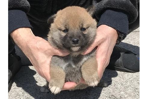成約済の長崎県の柴犬-90789の5枚目