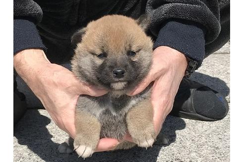 成約済の長崎県の柴犬-90789の4枚目