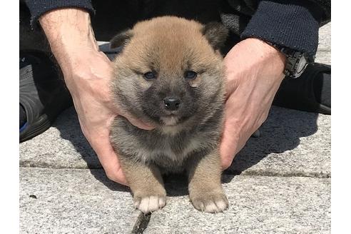 成約済の長崎県の柴犬-90789の2枚目