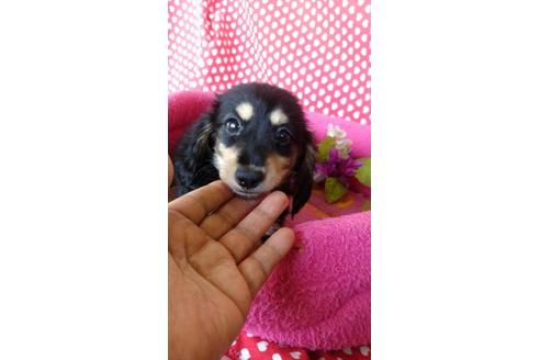 成約済の鹿児島県のミニチュアダックスフンド(ロングヘアード)-91728の4枚目