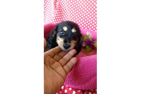 成約済の鹿児島県のミニチュアダックスフンド(ロングヘアード)-91728の3枚目