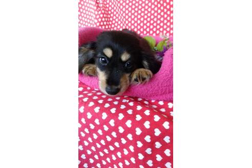 成約済の鹿児島県のミニチュアダックスフンド(ロングヘアード)-91728の2枚目