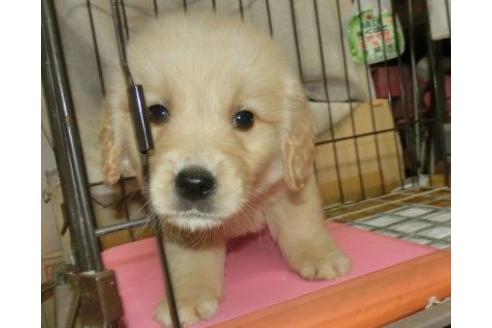 成約済の長崎県のゴールデンレトリーバー-91729の1枚目