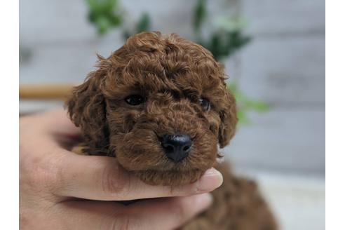 成約済の静岡県のトイプードル-91730