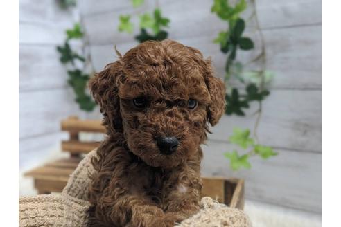 成約済の静岡県のトイプードル-91730の6枚目