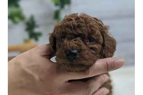 成約済の静岡県のトイプードル-91730の3枚目