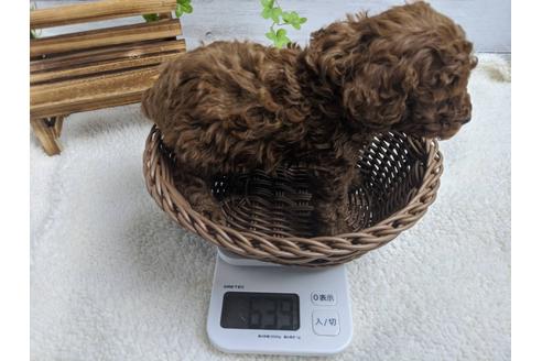 成約済の静岡県のトイプードル-91730の2枚目