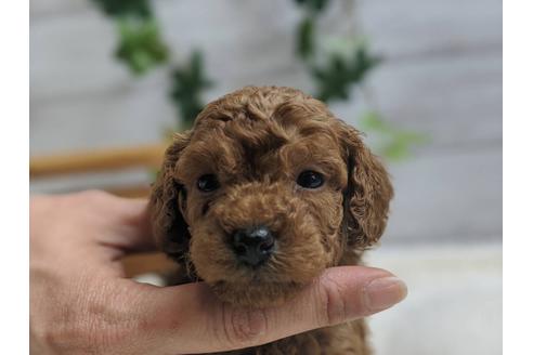 成約済の静岡県のトイプードル-91731の5枚目