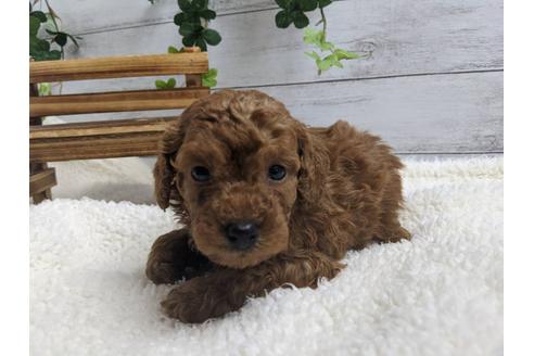 成約済の静岡県のトイプードル-91731の4枚目