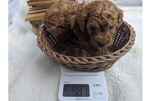 成約済の静岡県のトイプードル-91731の2枚目