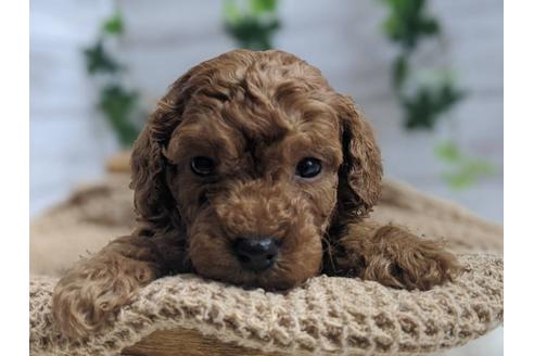 成約済の静岡県のトイプードル-91731の3枚目