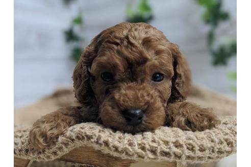 成約済の静岡県のトイプードル-91731