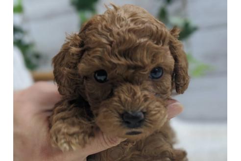 成約済の静岡県のトイプードル-91732の7枚目