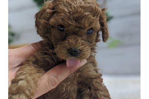 成約済の静岡県のトイプードル-91732の5枚目