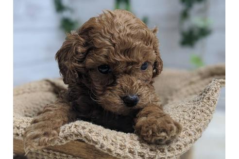 成約済の静岡県のトイプードル-91732の6枚目