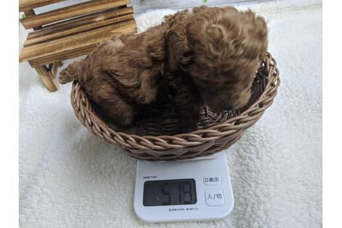 成約済の静岡県のトイプードル-91732の4枚目