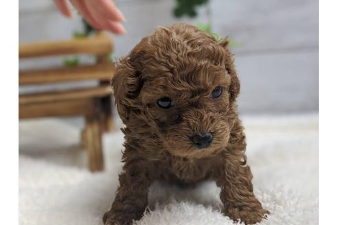 成約済の静岡県のトイプードル-91732の3枚目