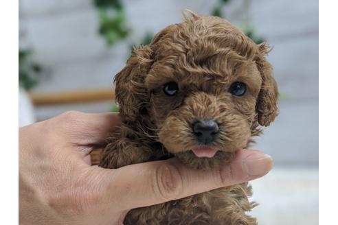 成約済の静岡県のトイプードル-91732の2枚目