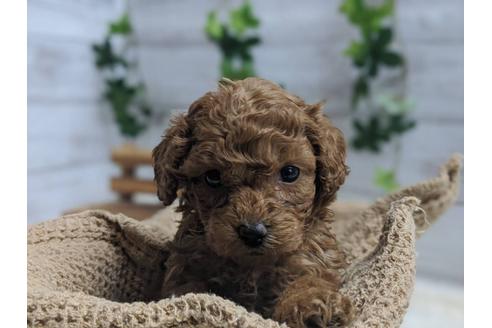 成約済の静岡県のトイプードル-91732