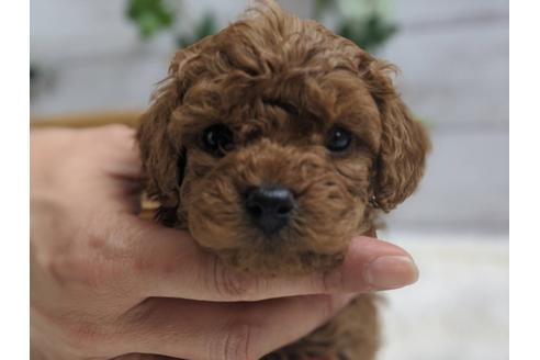 成約済の静岡県のトイプードル-91733