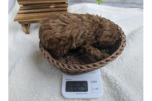 成約済の静岡県のトイプードル-91733の2枚目