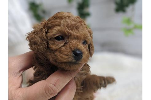 成約済の静岡県のトイプードル-91735の1枚目