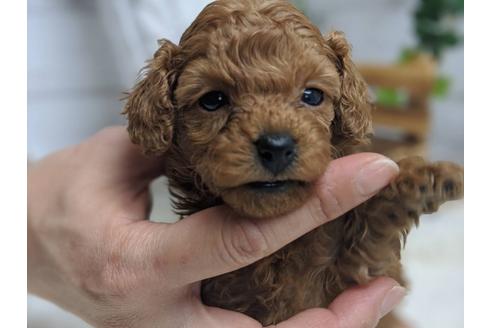 成約済の静岡県のトイプードル-91735の6枚目