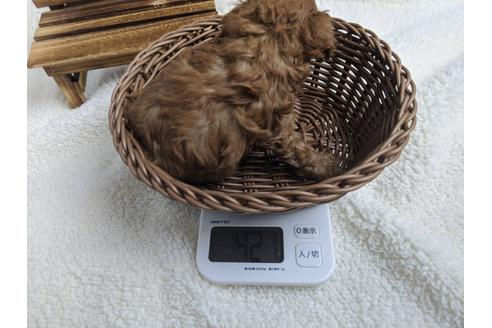成約済の静岡県のトイプードル-91735の4枚目