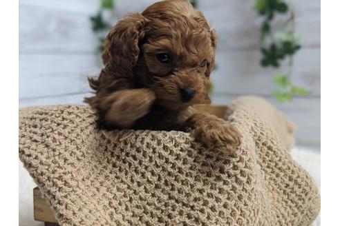 成約済の静岡県のトイプードル-91735の3枚目