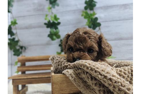 成約済の静岡県のトイプードル-91735の2枚目