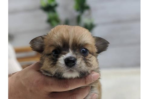 成約済の静岡県のチワワ(ロングコート)-89949の1枚目