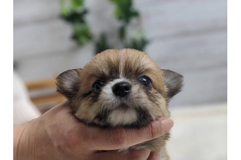 成約済の静岡県のチワワ(ロングコート)-89949の3枚目