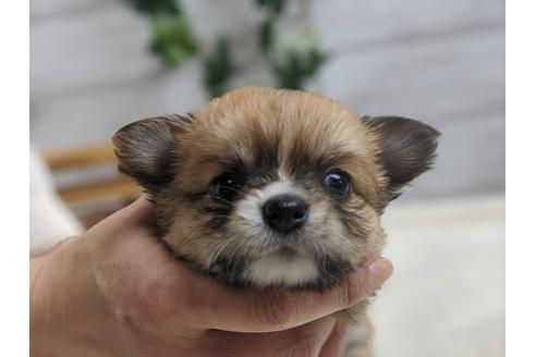 成約済の静岡県のチワワ(ロングコート)-89949の4枚目