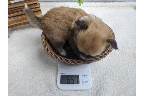 成約済の静岡県のチワワ(ロングコート)-89949の2枚目