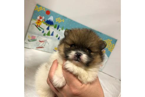成約済の大阪府のポメラニアン-91743の1枚目