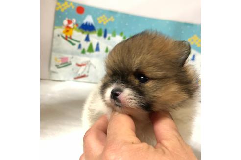 成約済の大阪府のポメラニアン-91743の5枚目